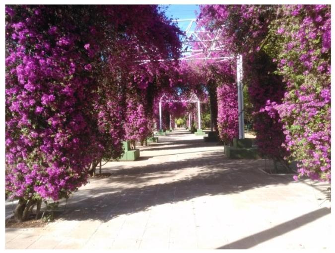 Sevillapark - Seville — Fotos 3